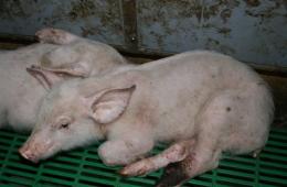 Proljev nije samo delikatan problem, već je i simptom brojnih bolesti, uključujući koleru i salmonelozu.  Stoga je potrebno što prije uspostaviti rad gastrointestinalnog trakta i obnoviti peristaltiku.  U suprotnom, ozbiljni problemi se ne mogu izbjeći.
